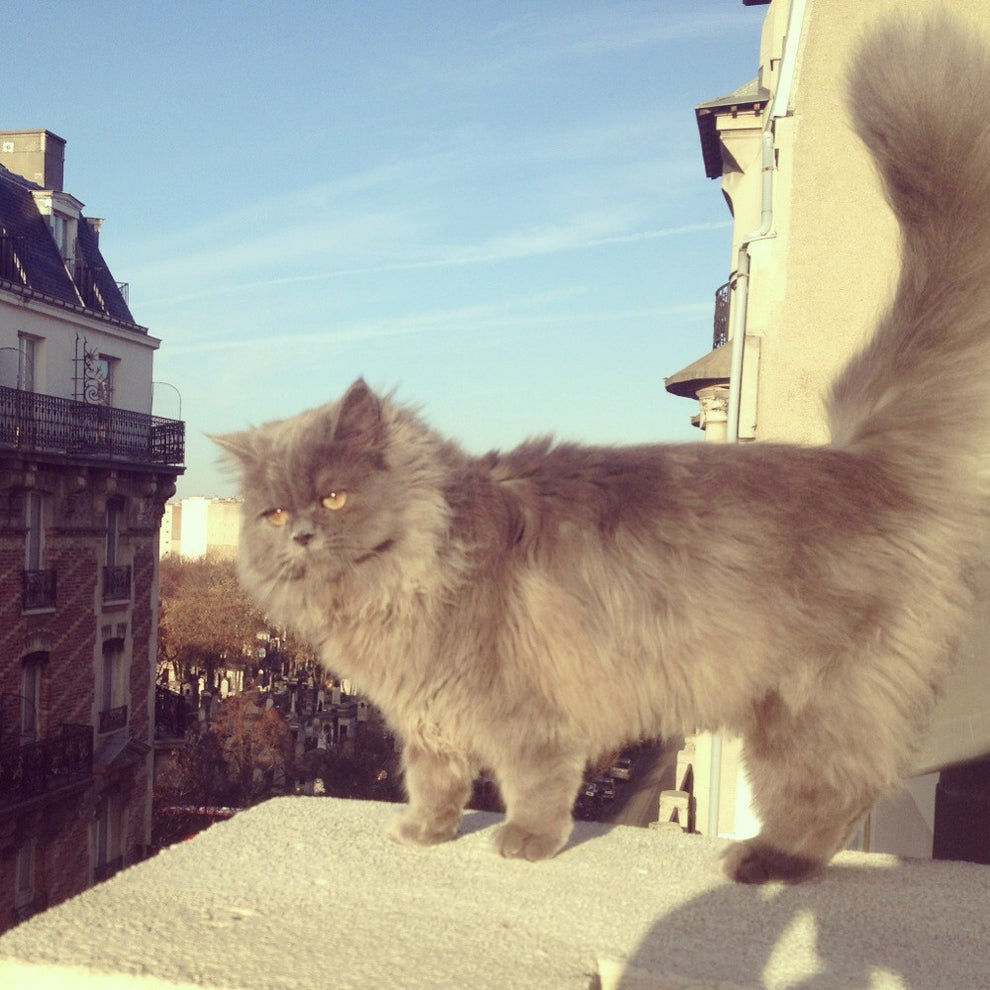 Coucou Suzette Cat Hair Claw